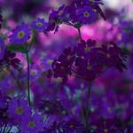 Pretty Purple