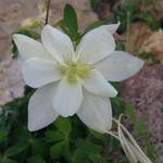 White Columbine