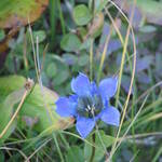 Blue Flower
