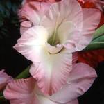 pink flower