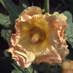 peach hollyhock