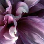flower abstract