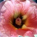 sunlit hollyhock