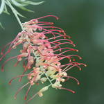 Unusual flower