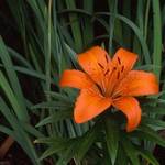 lilly
