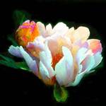 peony plus