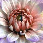 floral pastel 2