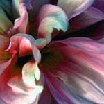 rainbow flower detail