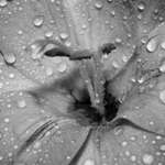 Gladiolus