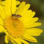 Bee on Flower1