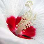 Flower1