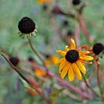 Yellow Flower