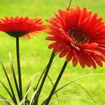Gerber Daisies