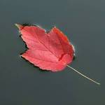 Leaf On The Lake