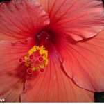 saloman cloured flower