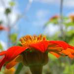 Orange Flower
