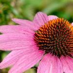 Coneflower