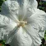 white flower