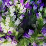 Floral impressions