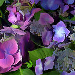 Hydrangea bouquet