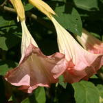 Angels Trumpet