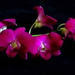 Orchids