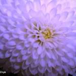light pruple