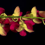 Painted orchids