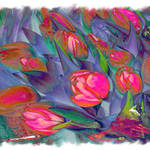 Tulip fantasy