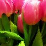 Pink Tulips