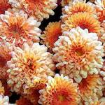 painted Mums