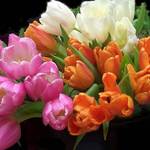 Tulips in Bloom