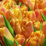 Orange Tulips