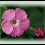 Pink Flower