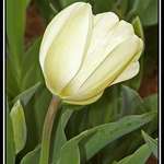 Tulip