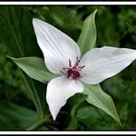 Trillium