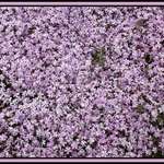 Bed of Flowers