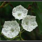 Mountain Laurel