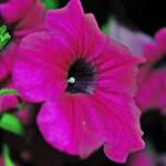 petunia