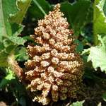 Gunnera sp