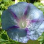 In blue dreams