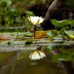 Water Lilly