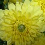 yellow mum