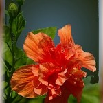 Double Bloom