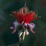 fejoa flower