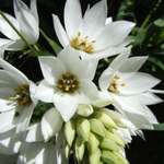 Snow drop ?