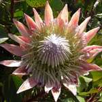 King Protea