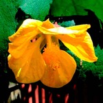 Chinese Lantern