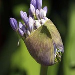 Agapanthus Flower