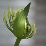 Agapanthus Flower White